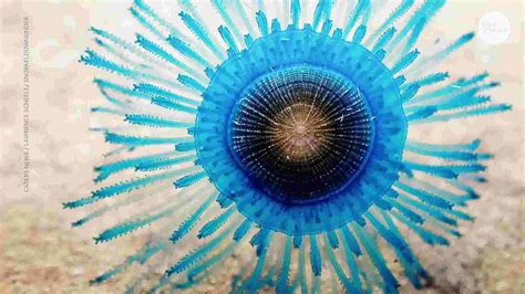 A Glimpse into Blue Magic: The Stunning Visuals of Transparent Aquatic Life